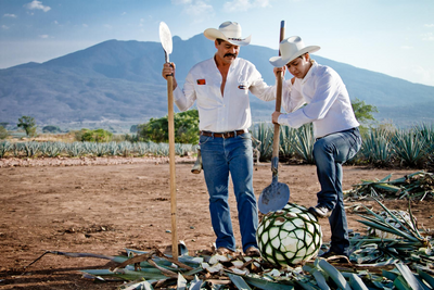 Agaven, Tequila, Genuss, Mexiko Rundreise, individuell, América Special Tours