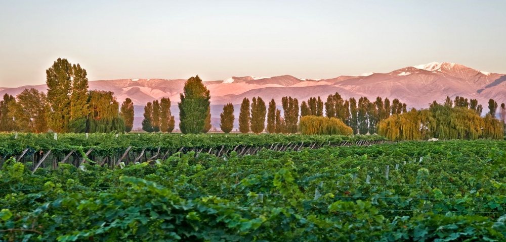 Luxusreise Argentinien, Weinreise Argentinien, Weinberge Cavas Wine Lodge in Mendoza