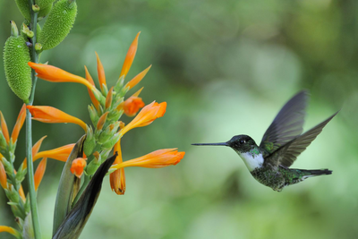 Rundreise durch Ecuador, Kolibri, Vogelbeobachtung, América Special Tours, Nebelwald