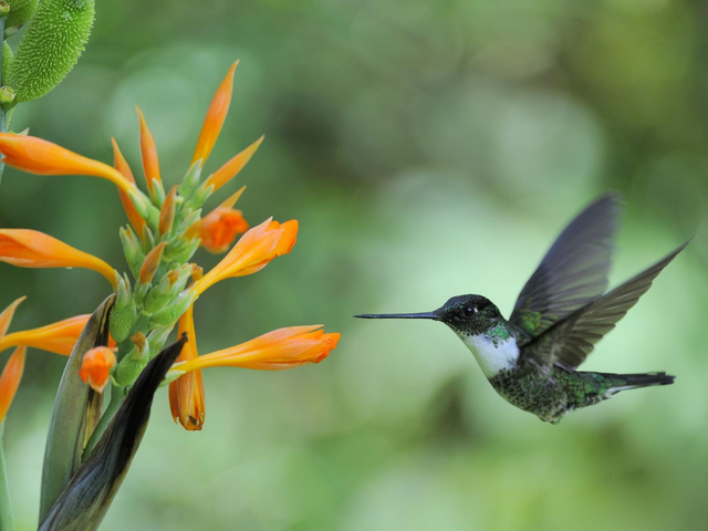 Rundreise durch Ecuador, Kolibri, Vogelbeobachtung, América Special Tours, Nebelwald