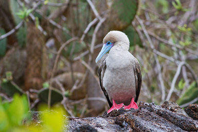 Rotfußtölpel, Galapagos Reise