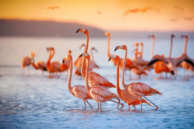 Flamingos in der Dominikanischen Republik, Karibik