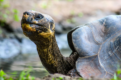 Riesenschildkröte, Galapagos, Ecuador Reise
