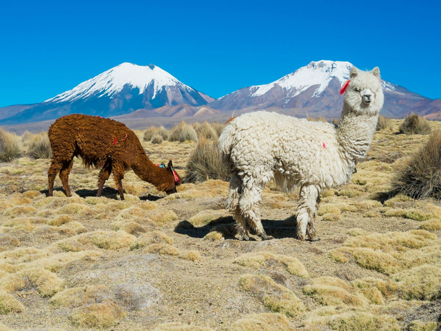 Lamas im Sajama-Nationalpark, Bolivien Reisen