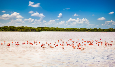 Mexiko bereisen, Natur, Celestun, pinke Flamingos, Bootsfahrt, Abenteuer