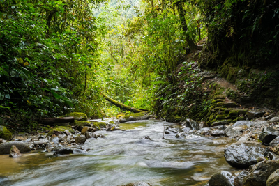 Ecuador Individualreise, Urwald, Dschungel, Mashpi Lodge, Nachtwanderung
