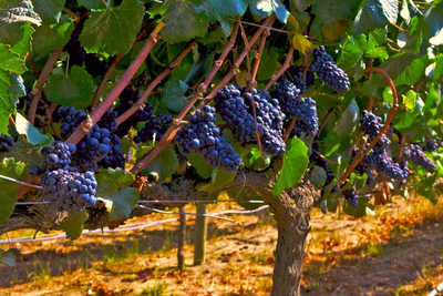 Weinreben, Trauben, Chile Reisen