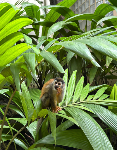 Affe, Arenas del Mar, Costa Rica