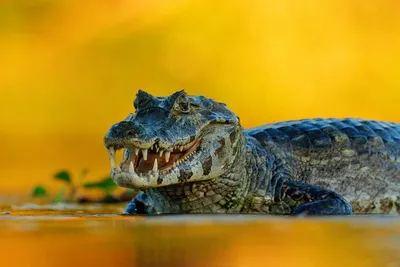 Kaiman, Pantanal, Brasilien Reise, Naturreise