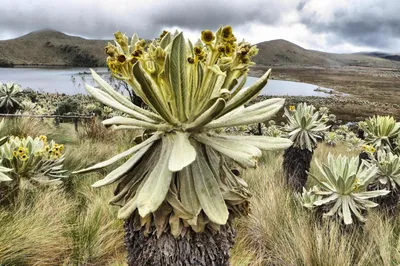 Voladero Lake Frailejones, Otavalo, Ecuador Reisen, Natur