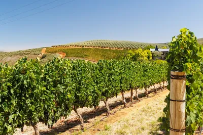 Weinberge in Chile