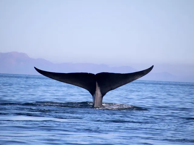 Walbeobachtung, Baja California Sur, Mexiko
