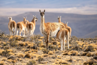 Guanakos, Argentinien, Südamerika