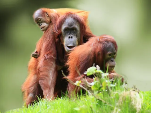 Malaysia Reisen, Asien Special Tours, Reiseveranstalter Malaysia