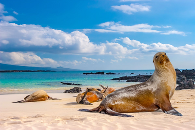 Robben auf Galapagos Island, Ecuador Reise