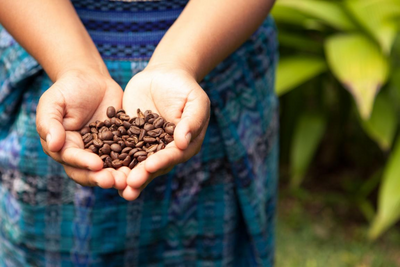 Aromatischer Kaffee, Monteverde, Mietwagenreise Costa Rica 