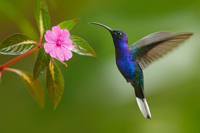 Kolibri, Costa Rica Rundreise