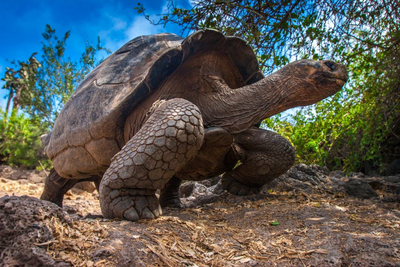 Galapagos Schildkröte, Isabela Island, Galapagos, Ecuador Reise