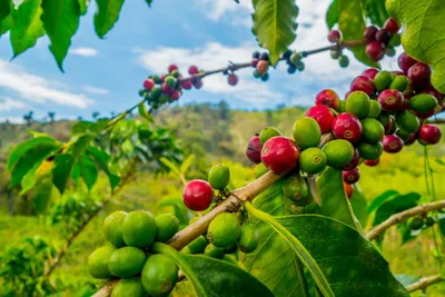 Kaffeepflanze, Kolumbien Rundreise Süden