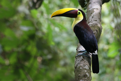 Tukan, Carara Nationalpark, Costa Rica Reisen, Mittelamerika