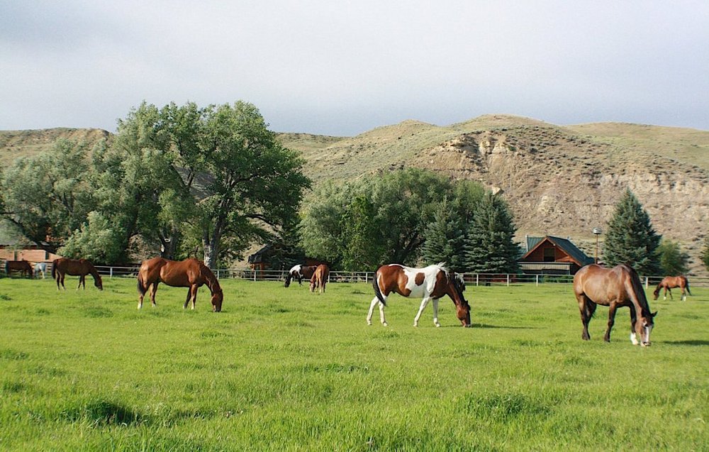 Pferde, The Ranch at UCross, Wyoming, USA Reisen