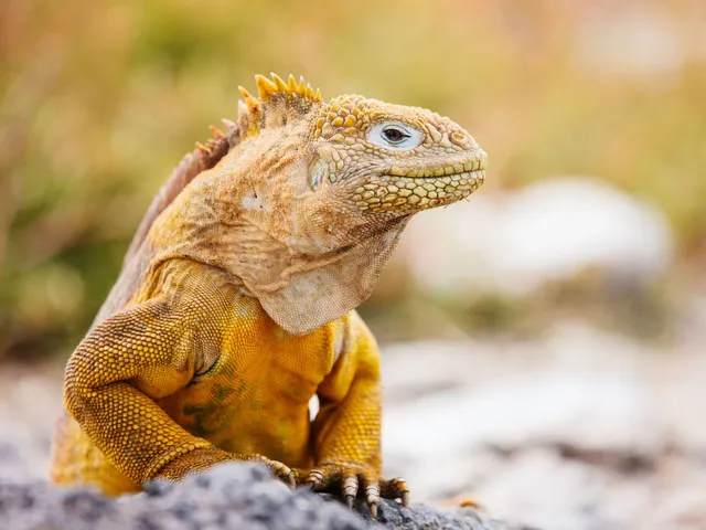 Luxusreise Ecuador, Galapagos, Leguan, América Special Tours