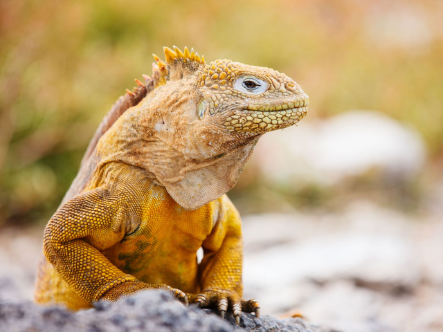Luxusreise Ecuador, Galapagos, Leguan, América Special Tours
