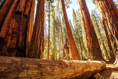 Sequioa Nationalpark, Kalifornien, USA Westküste Mietwagenreise