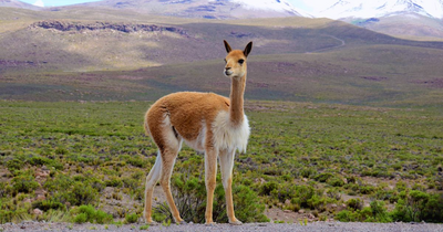 Vikunja, Gegend von Arequipa, Peru Rundreise