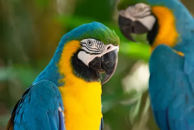 Ara im Iguazu Nationalpark, Brasilien Rundreise
