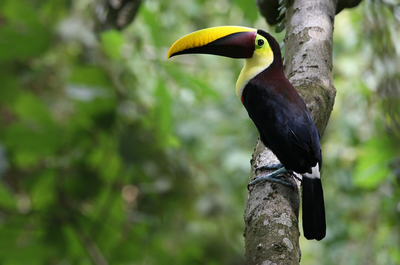 Tukan im Nebelwald, Naturreise Costa Rica