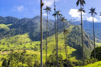 Cocora Tal, Kolumbien Rundreise