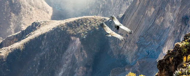 Kondor, Colca Canyon, Peru