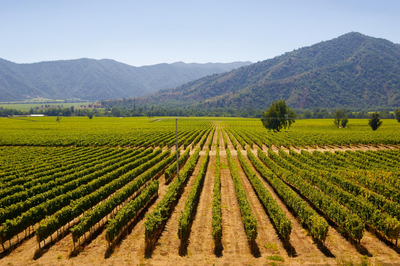 Chile Rundreise, Weinliebhaber, Weinberg