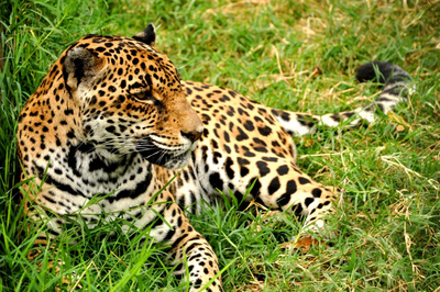 Jaguar, Naturreise Costa Rica, Mietwagen, Mittelamerika