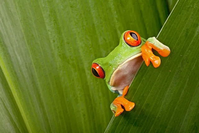 Roter Baumfrosch, Costa Rica Rundreisen, Mittelamerika