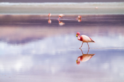 Flamingo, Laguna Colorado, Salar de Uyuni, Bolivien Rundreise