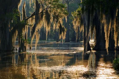 Bayou Sumpf in Louisiana, USA Mietwagenreise