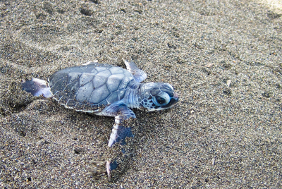 Schildkröte, Tortuguero Nationalpark, Costa Rica Luxusreise