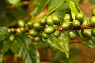 Maßgeschneiderte Kolumbien Reise, Kaffee, Kolumbien Reise
