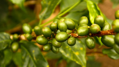 Maßgeschneiderte Kolumbien Reise, Kaffee, Kolumbien Reise