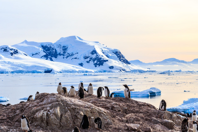 Pinguine, Antarktis Reise