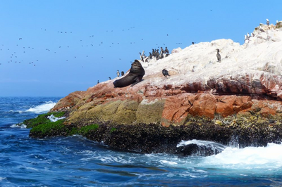 Robben, islas Ballestas, Peru Luxusreise