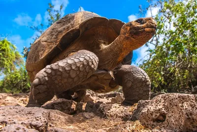 Galapagos Schildkröte, Ecuador Reisen