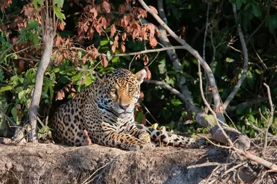 Jaguar im Pantanal, Brasilien Rundreise