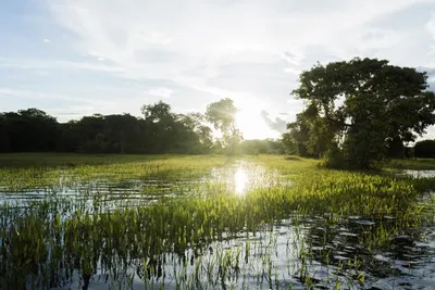 Pantanal, Naturreise Brasilien
