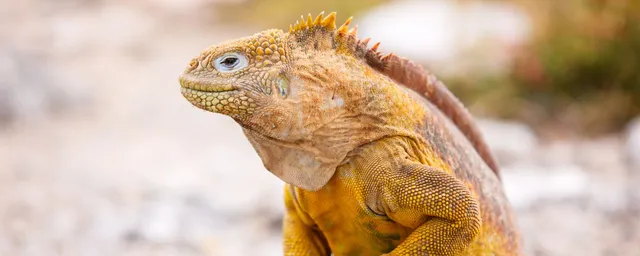 Iguana auf den Galapagos Inseln, Ecuador Reisen