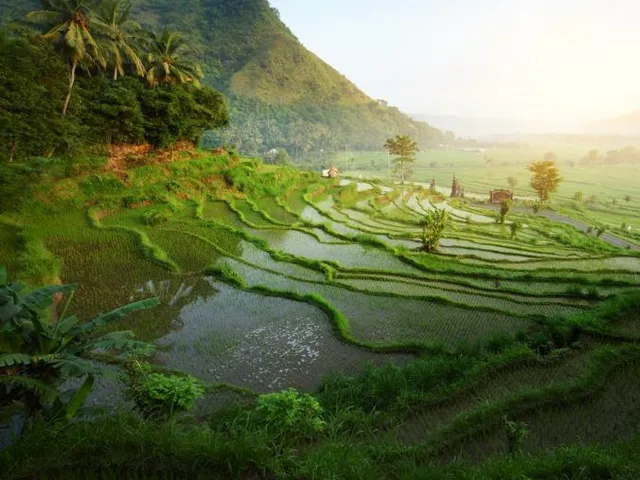 Indonesien Reisen, Asien Special Tours, Reisfeld, Rundreisen Indonesien