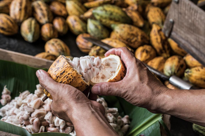 Individualreise Brasilien, Kakao Plantage, Schokolade, Itacare
