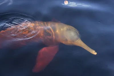 Rosa Delfin im Amazonas, Reisen Brasilien 